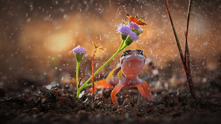 โปรแกรมเปลี่ยนวอลล์เปเปอร์ Bing Wallpaper