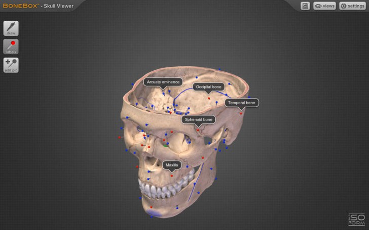 BoneBox Skull Viewer (โปรแกรม Skull Viewer ดูศีรษะ หัวกะโหลก 3D บนเครื่อง Mac ฟรี) : 
