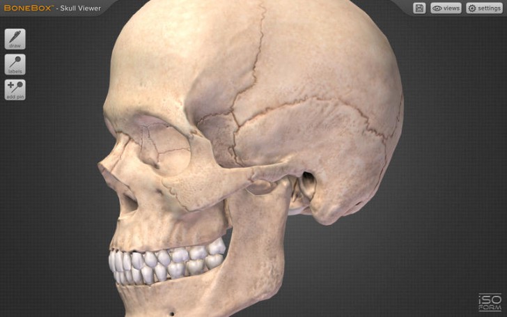 BoneBox Skull Viewer (โปรแกรม Skull Viewer ดูศีรษะ หัวกะโหลก 3D บนเครื่อง Mac ฟรี) : 