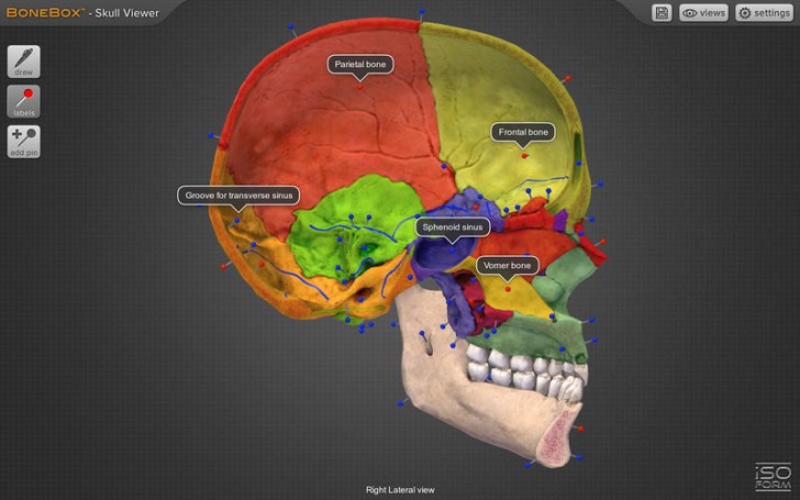 โปรแกรมดูกระดูกส่วนหัวกะโหลก BoneBox Skull Viewer