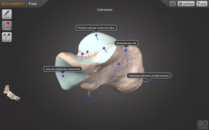 โปรแกรมดูกระดูกข้อต่อส่วนเท้า BoneBox Foot Viewer