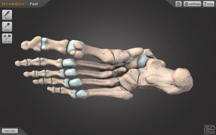 โปรแกรมดูกระดูกข้อต่อส่วนเท้า BoneBox Foot Viewer