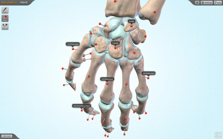 โปรแกรมดูข้อต่อกระดูกมือ BoneBox Hand Viewer