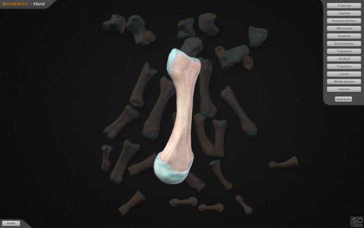 โปรแกรมดูข้อต่อกระดูกมือ BoneBox Hand Viewer