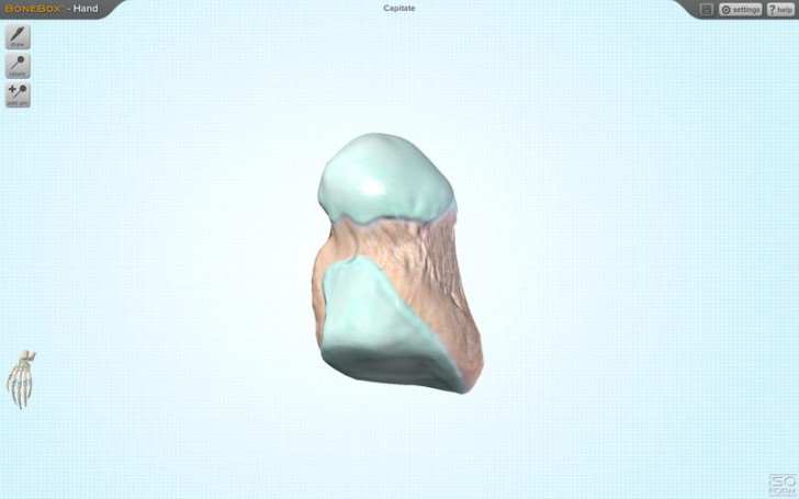 โปรแกรมดูข้อต่อกระดูกมือ BoneBox Hand Viewer