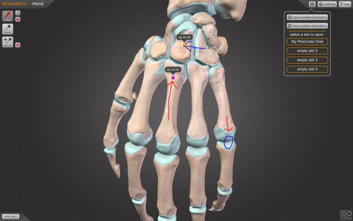 โปรแกรมดูข้อต่อกระดูกมือ BoneBox Hand Viewer