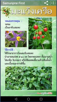 App รวมข้อมูลสมุนไพรไทย SamunpraiFirst