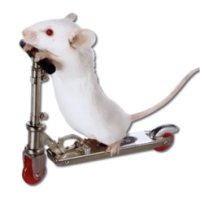 MouseX (โปรแกรม MouseX นับจำนวนคลิก Mouse หรือ Trackpad บน Mac)