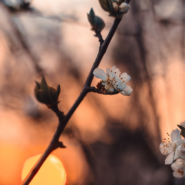 ACDSee Photo Studio for Mac (โปรแกรมจัดการรูปภาพ ตกแต่งรูปภาพได้ในตัว สำหรับ Mac) : 