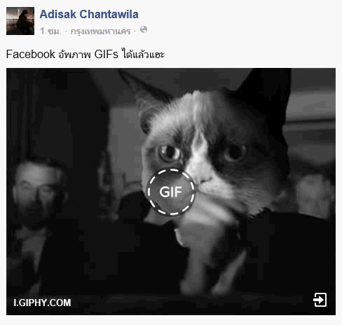 ไไไ GIF CAT