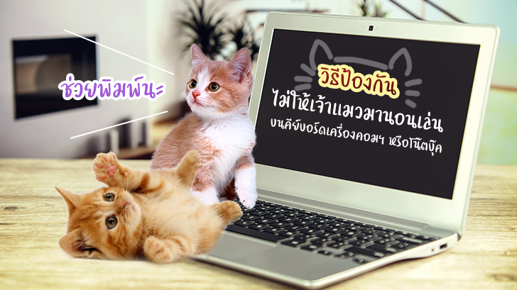 วิธีป้องกันไม่ให้เจ้าแมว มานอนเล่นบนคีย์บอร์ดเครื่องคอมฯ หรือโน้ตบุ๊ค