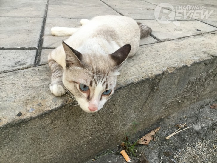 อัพโหลดรูปจากสมาร์ทโฟนขึ้น Google Photos แบบไม่อั้น ภายใน 3 ขั้นตอน