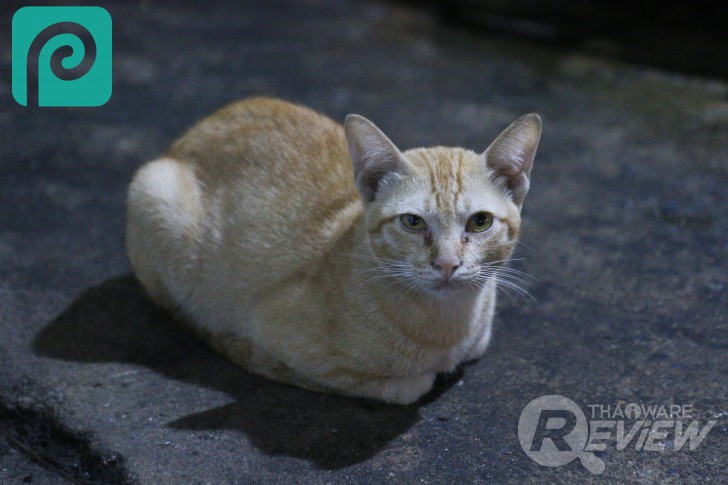 โปรแกรมแต่งรูปออนไลน์ใช้ฟรี Photopea ใช้แทน Photoshop ที่เสียเงินได้ไหม?