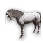 อยากผสมม้าในเกม Black Desert Mobile แต่ไม่รู้จะจับม้าที่ไหน? เชิญทางนี้