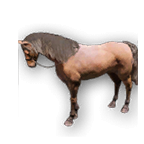 อยากผสมม้าในเกม Black Desert Mobile แต่ไม่รู้จะจับม้าที่ไหน? เชิญทางนี้