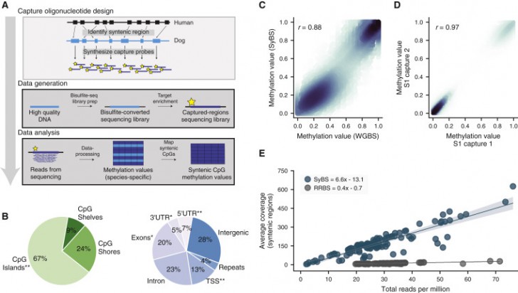 สุนัขอายุ 1 ปี ไม่ได้มีอายุเท่ากับเด็ก 7 ขวบ นักวิจัยพบสูตรคำนวณใหม่ !