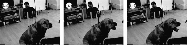 ทำไมเราถึงหาว และ ทำไมถึงหาวตามกัน ? สรุปแล้วหาวเป็นโรคติดต่อจริงหรือไม่ ?