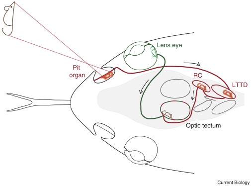 การมองเห็นของสัตว์ต่าง ๆ อย่าง สุนัข แมว นก กระต่าย หนูแฮมสเตอร์ เม่นแคระ งู เป็นอย่างไร ?