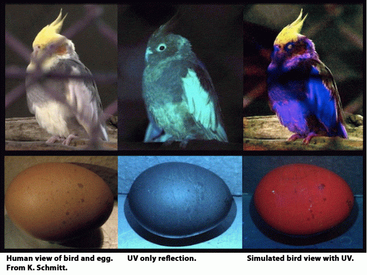 การมองเห็นของสัตว์ต่าง ๆ อย่าง สุนัข แมว นก กระต่าย หนูแฮมสเตอร์ เม่นแคระ งู เป็นอย่างไร ?