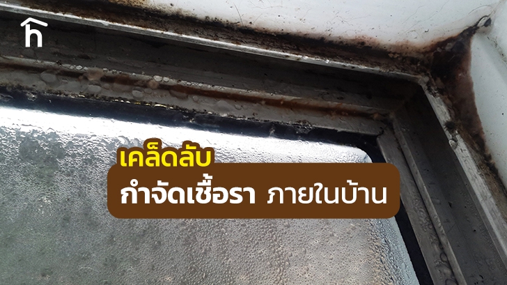 วิธีการขจัดเชื้อราภายในบ้าน (เทคนิควิธีการดูแลบ้าน)