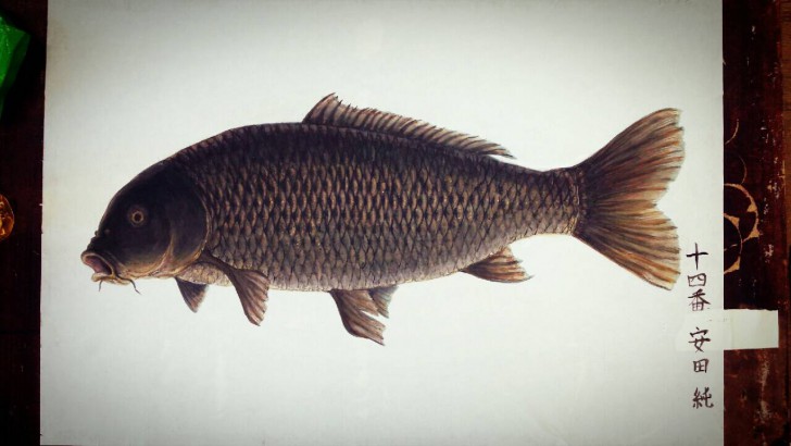 แท้จริงแล้วคนญี่ปุ่น (เคย) เลี้ยงปลาคาร์ปไว้เป็นอาหารนะ