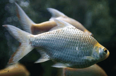 แท้จริงแล้วคนญี่ปุ่น (เคย) เลี้ยงปลาคาร์ปไว้เป็นอาหารนะ