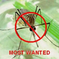 ทำไม โปรแกรมไล่ยุง ถึงมีชื่อเสียง ? (Why Anti Mosquitoes Software is so Famous ?) ทำไม โปรแกรมไล่ยุง ถึงมีชื่อเสียง ? (Why Anti Mosquitoes Software is so Famous ?)