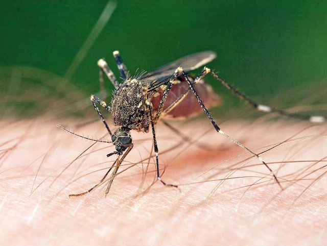 ยุง (Mosquito) ยุง (Mosquito)