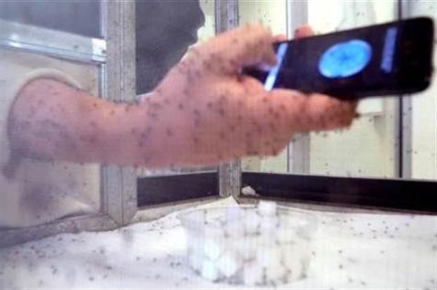 โปรแกรมไล่ยุง สามารถไล่ยุงได้จริงหรือ ? (Is Anti Mosquitoes Software Usable ?) โปรแกรมไล่ยุง สามารถไล่ยุงได้จริงหรือ ? (Is Anti Mosquitoes Software Usable ?)