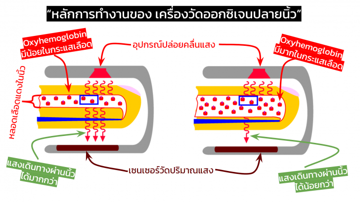 เครื่องวัดออกซิเจนปลายนิ้ว มีความสำคัญกับตัวเรา อย่างไร ? (How is Fingertip Pulse Oximeter important ?)