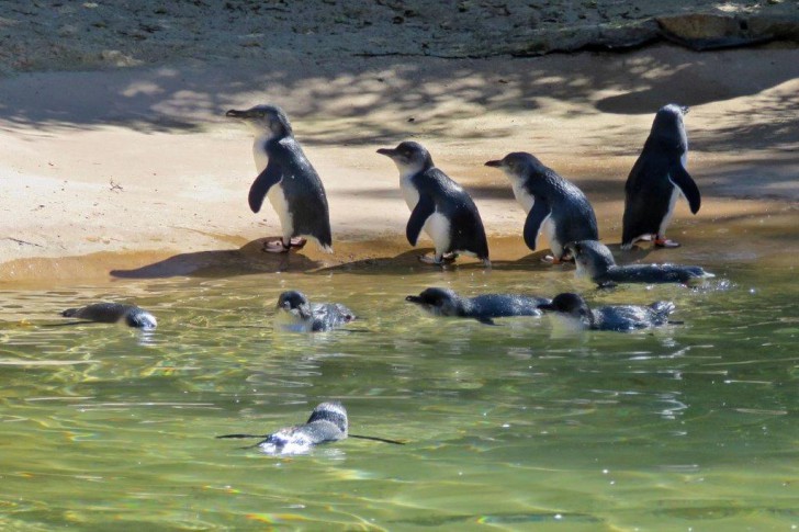 นกเพนกวิน (Penguin)