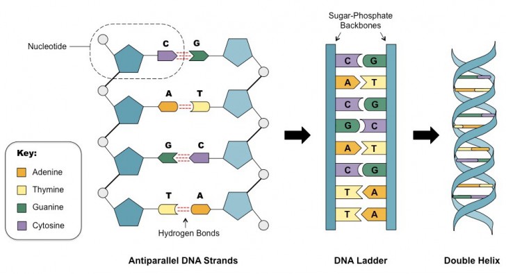DNA Data Storage คืออะไร ? มีแนวคิดการเก็บข้อมูลอย่างไร ?