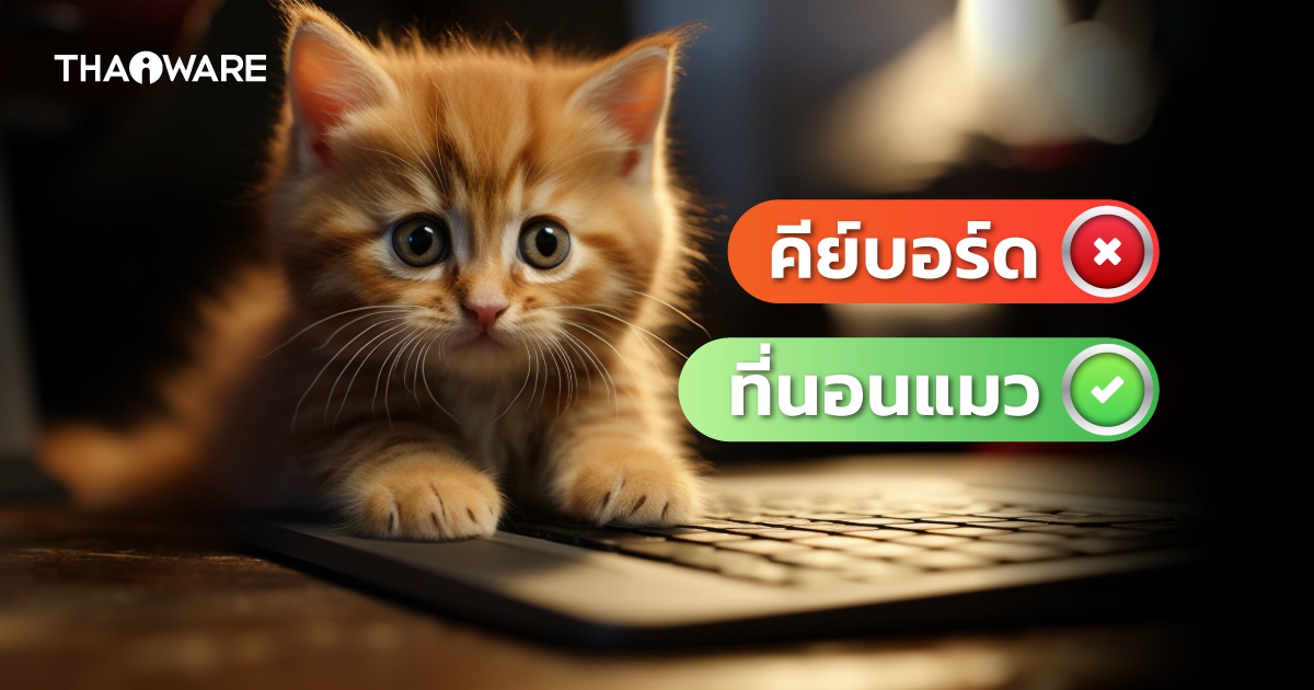 ทำไมแมว ชอบมานอนบน คีย์บอร์ดโน้ตบุ๊ก ? พร้อมวิธีป้องกันมันมานอน