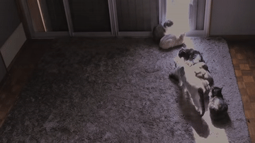 ทำไมแมว ชอบมานอนบน คีย์บอร์ดโน้ตบุ๊ก ? พร้อมวิธีป้องกันมันมานอน ทำไมแมว ชอบมานอนบน คีย์บอร์ดโน้ตบุ๊ก ? พร้อมวิธีป้องกันมันมานอน