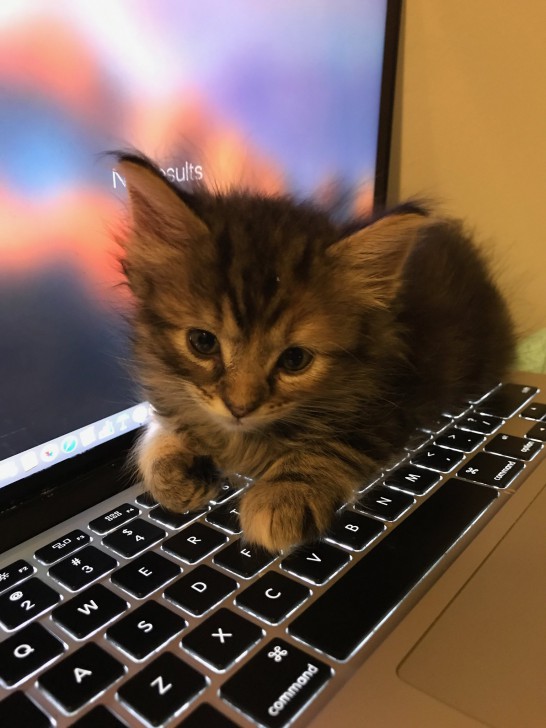 ทำไมแมว ชอบมานอนบน คีย์บอร์ดโน้ตบุ๊ก ? พร้อมวิธีป้องกันมันมานอน