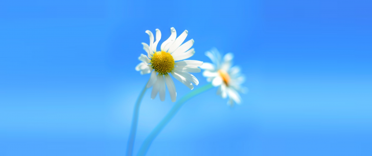 ย้อนรอย ภาพพื้นหลัง วอลเปเปอร์ ของระบบปฏิบัติการ Windows