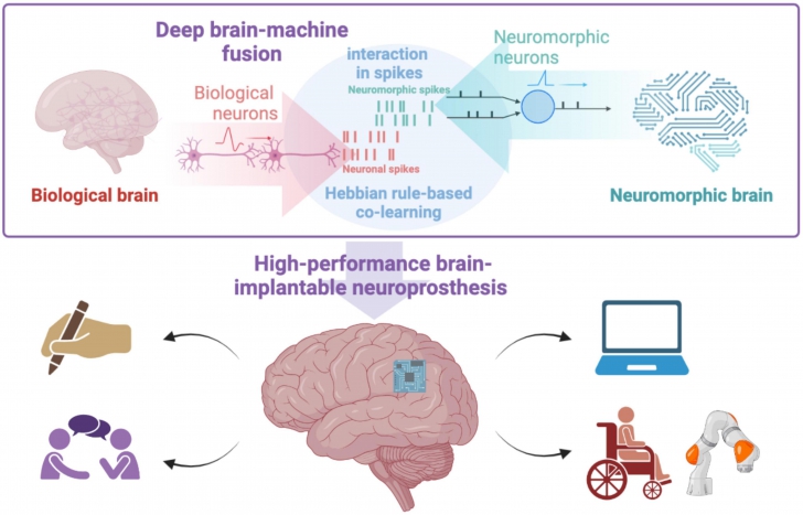 Neuromorphic Computing คืออะไร ? รู้จักเทคโนโลยีคอมพิวเตอร์ ที่เลียนแบบสมองมนุษย์