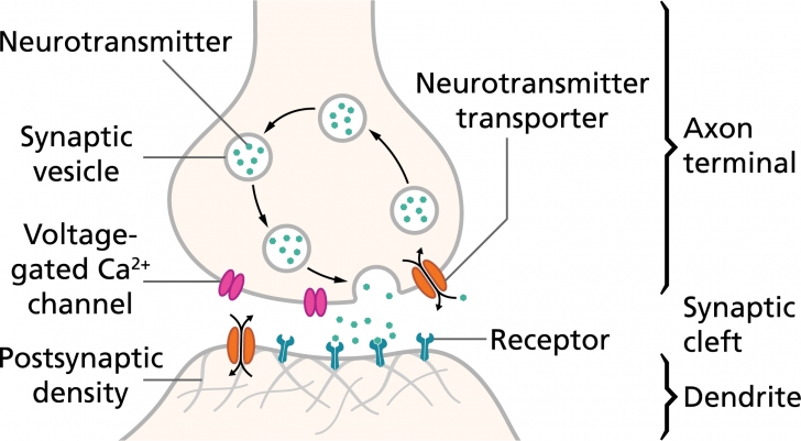 Neuromorphic Computing คืออะไร ? รู้จักเทคโนโลยีคอมพิวเตอร์ ที่เลียนแบบสมองมนุษย์
